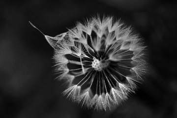 _DSC0039 图虫