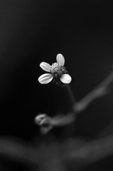 _DSC0745 图虫