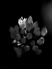 _DSC0294 1000