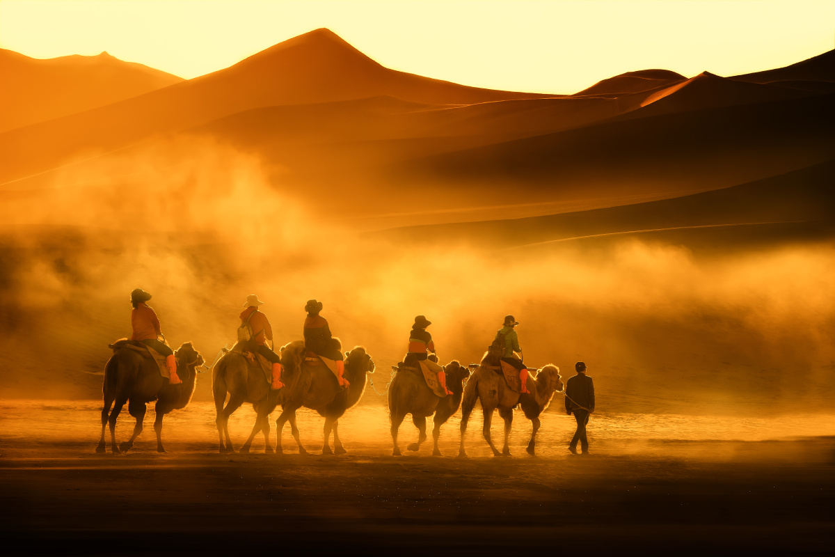 晨光中的驼队