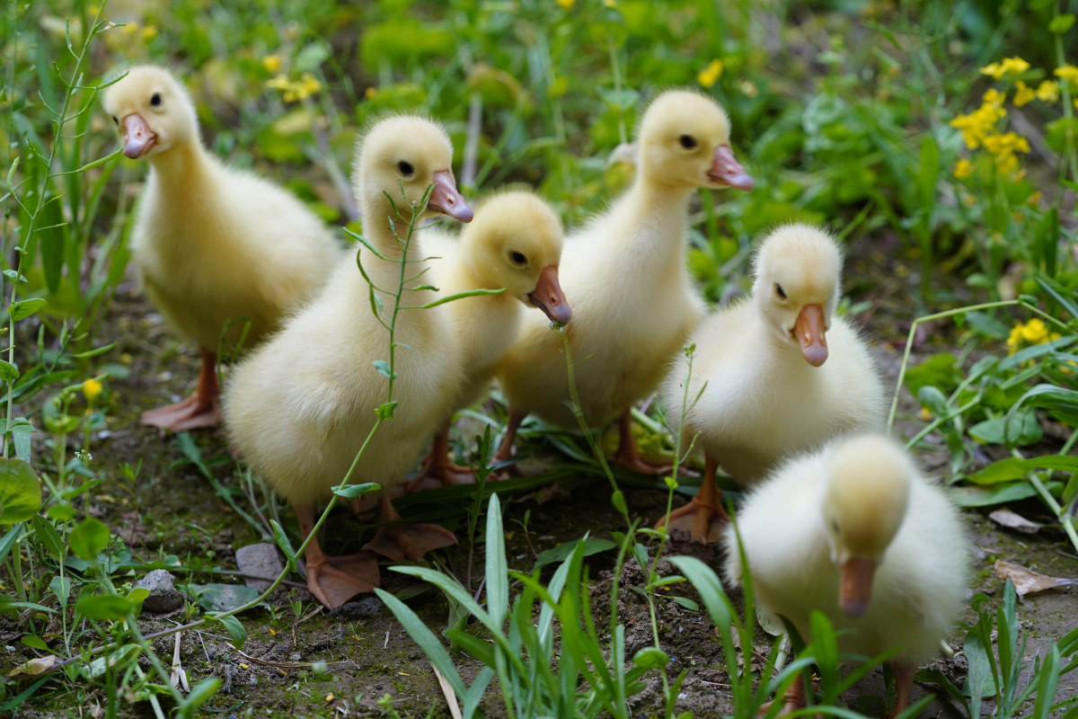 鹅,鹅,鹅 - 江南好007 - 图虫