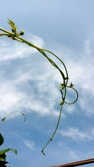 C360_2016-07-17-08-35-54-055