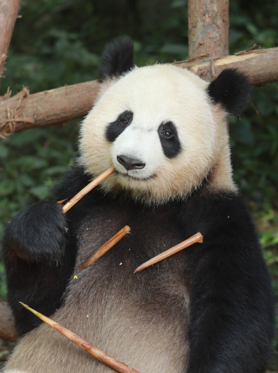 熊猫- 笑晨 - 图虫