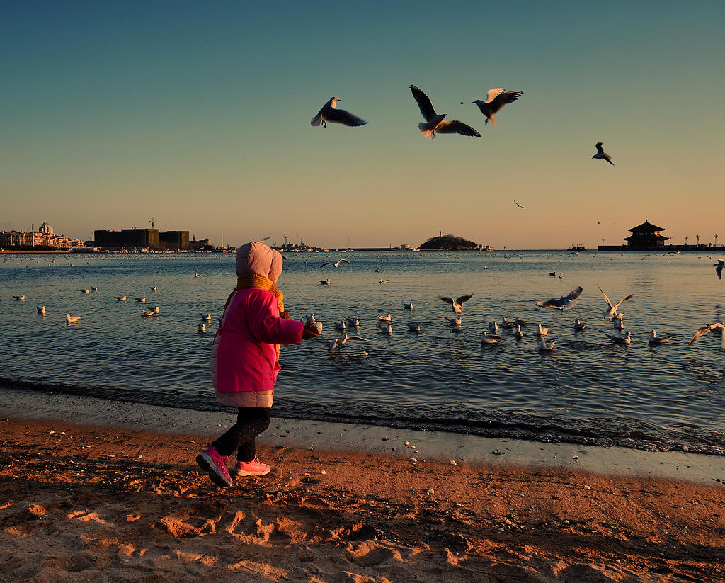 青岛喂海鸥的小女孩