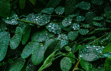 青岛雨中的绿叶