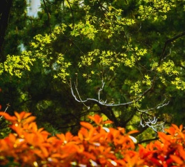 青岛春日的新绿