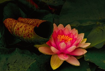 青岛雨中的莲花