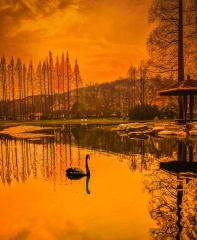 青岛晚霞中的黑天鹅