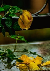 青岛雨中的落花