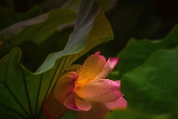 青岛雨后的荷花