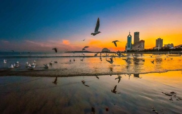 青岛晚霞中的海鸥