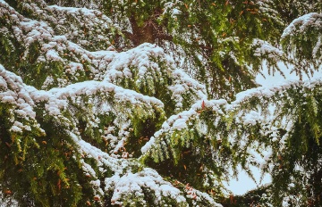 青岛的雪中随拍