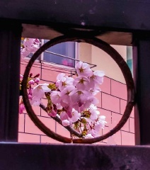 青岛窗外的樱花