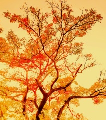 青岛深秋的色彩