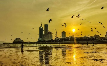 青岛夕阳中的海鸥