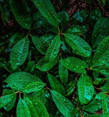 青岛雨中的绿叶