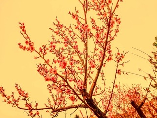 青岛盛开的梅花