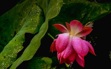 青岛雨中的荷花