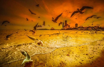 青岛晚霞中的海鸥