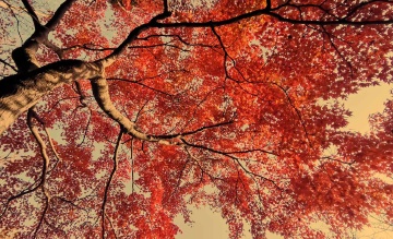 青岛初冬的色彩