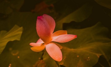青岛雨中的荷花