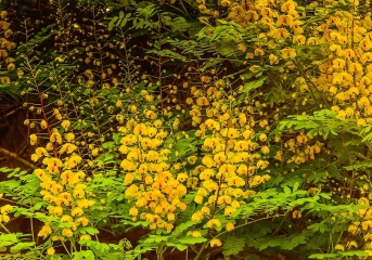 青岛春日的小花