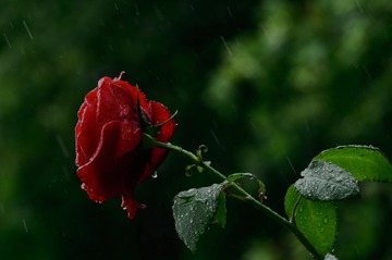青岛雨中的月季