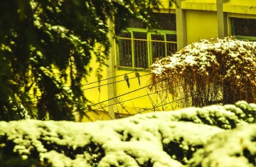 青岛的雪中随拍