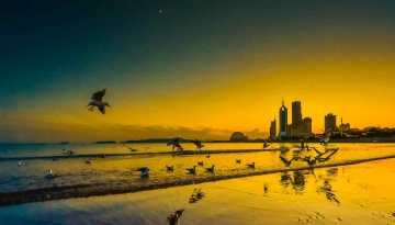 青岛晚霞中的海鸥