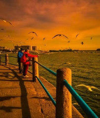 青岛海边的人鸥情