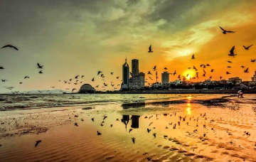 青岛晚霞中的海鸥