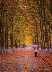 青岛初冬的雨中随拍