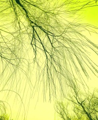 青岛春日的新柳