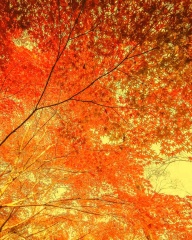 青岛初冬的色彩