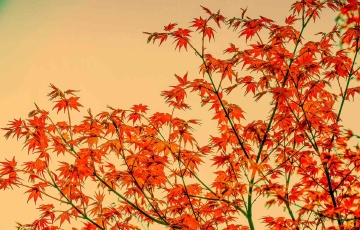 青岛深秋的红叶