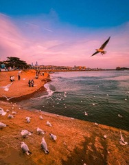 青岛黄昏的海鸥