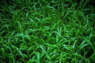 青岛雨中的小草
