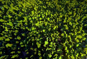 青岛春日的小花