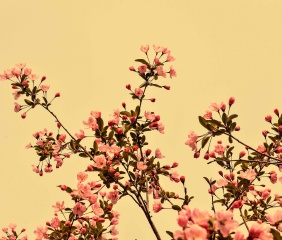 青岛的海棠初绽