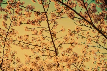 青岛盛开的樱花