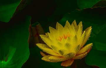 青岛雨中的莲花