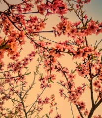 青岛盛开的桃花