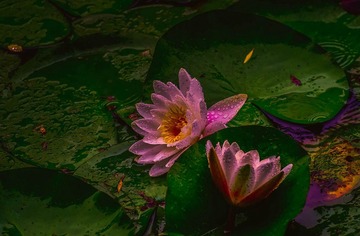 青岛雨中的莲花