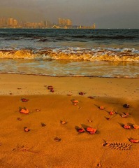 青岛夕阳中的海湾