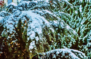 青岛冬日的瑞雪