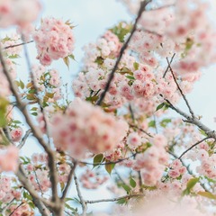 8F37B9C4-F36F-491E-B2CE-F4C8CF596B76/L0/001