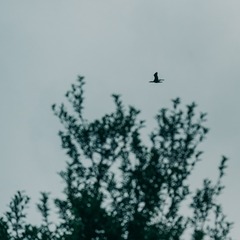 C5EFABB7-65CE-4653-9C9C-3872BD780993/L0/001