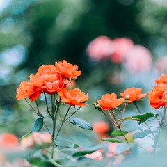 0D018CA2-86C3-4D8E-8E02-DD7126F3F29A/L0/001