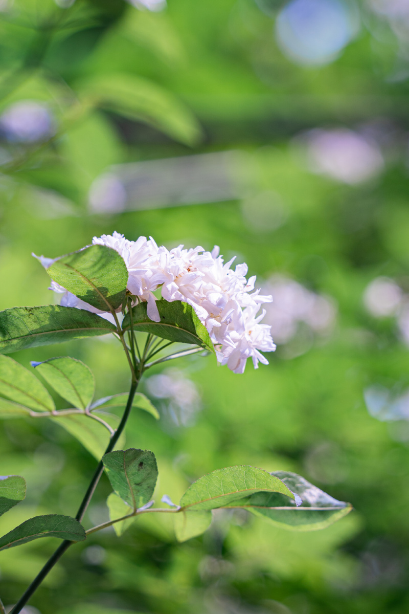 不错过每一处春光华西公行道的木香花