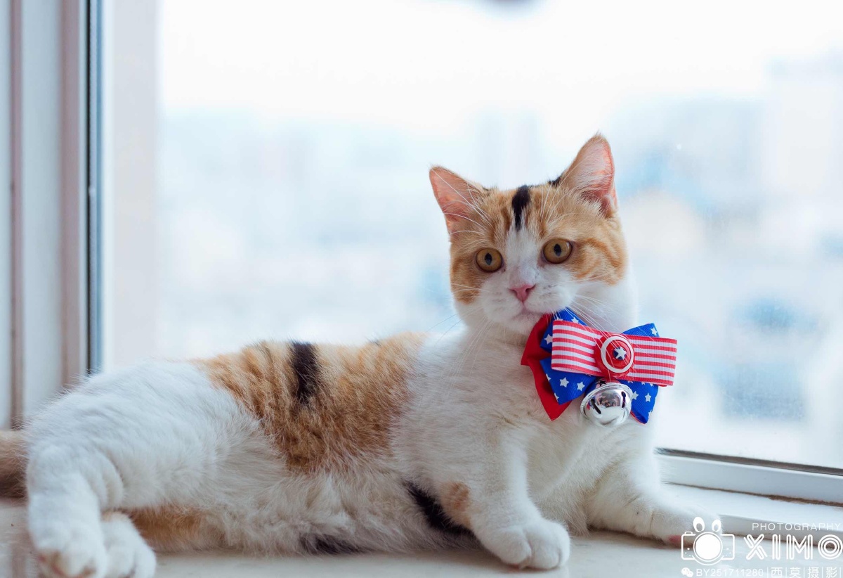 猫界柯基曼基康矮脚猫